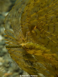Yellow longnose pipefish by Francesco Pacienza 